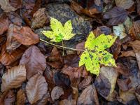 Zwei kleinere gelbe Ahornblätter auf braunem Buchenlaub